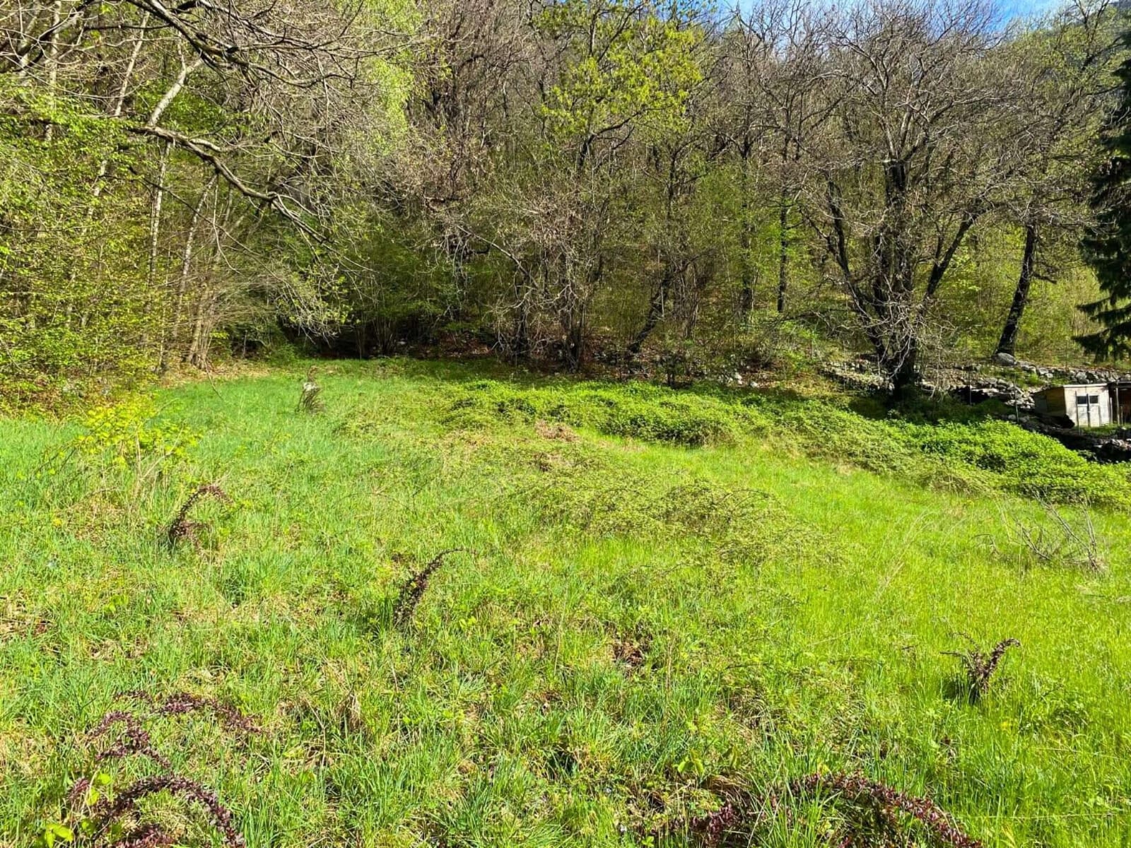 Il terreno: prato aperto, bosco alle spalle
